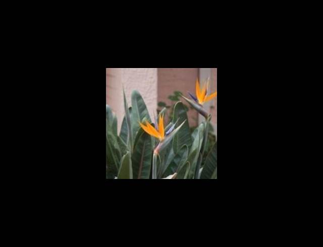 5 bed property to rent in WILLOW PARK MANOR