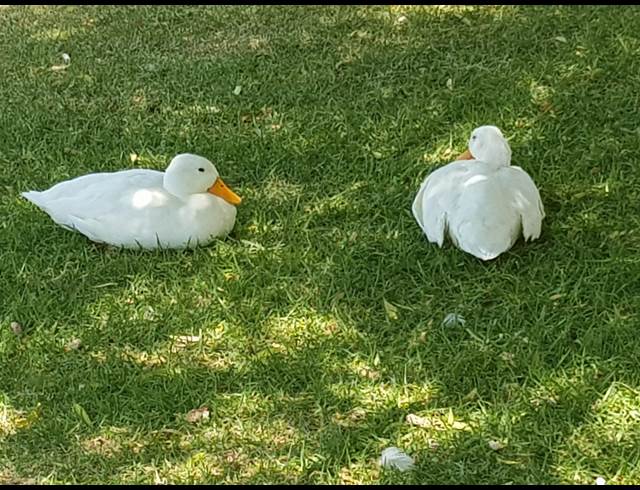 3 bed property to rent in KLEINBRON PARK