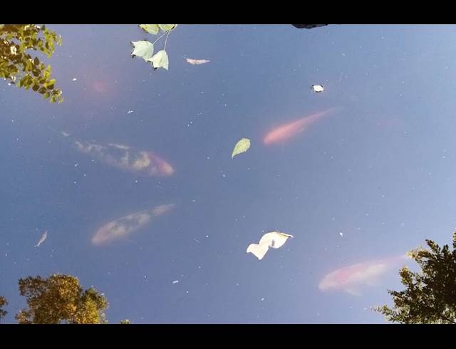 7 bed property to rent in BLAIRGOWRIE