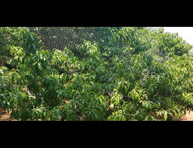 3 bed property to rent in WILLOW PARK MANOR